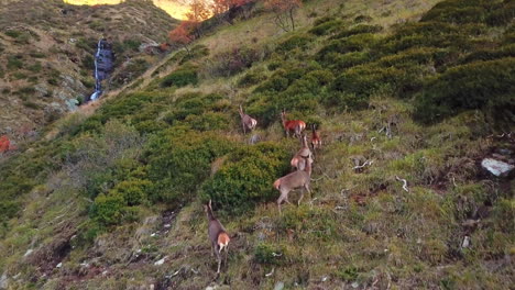 Toma-Aérea-De-Una-Manada-De-Venados-Hembras-Deambulando-Por-Un-Pintoresco-Sendero-De-Montaña