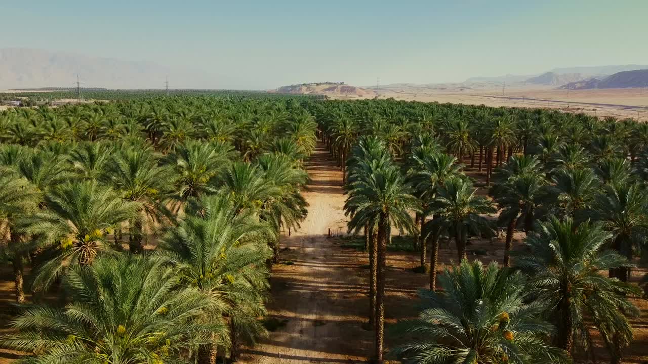 Drone ascends past rows of date palm trees in southern Israel’s desert, Middle East. With new rows endlessly emerging into view as the horizon expands.