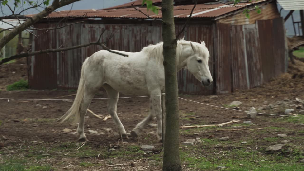 un hermoso caballo de color blanco caminando al aire libre en la granja