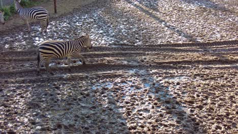 group of zebras running around on wet muddy ground at zoo on sunny day