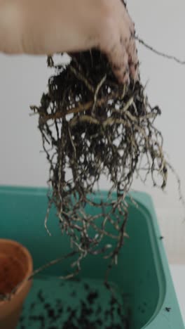repotting a monstera plant