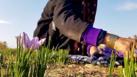 Una-Agricultora-Con-Ropa-Negra-Magenta-Cosecha-Flores-De-Azafrán-Persa-En-Una-Tierra-De-Campo-De-Flores-En-Un-Pueblo-Del-Desierto-En-Irán