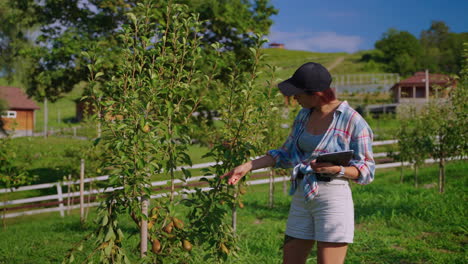agricultor inspeccionando los árboles de pera