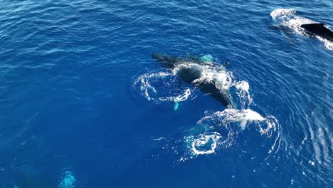 círculo aéreo sobre una cría de ballena recién nacida que respira por primera vez mientras la madre empuja al bebé por encima de la superficie