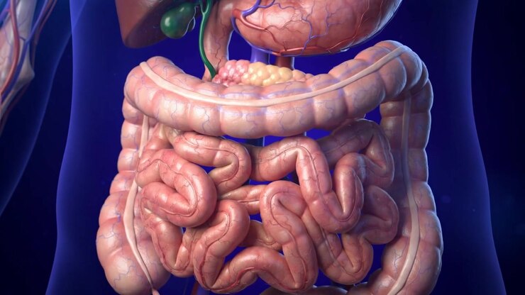 Three Dimensional Medical Animation Of Human Digestive System Anatomy Rotating View