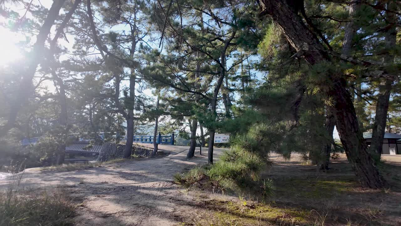 Sun shining through pine trees illuminating path leading to a rotating bridge in Amanohashidate, Japan.POV, dolly forward