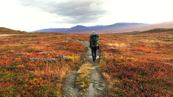 Lone hiker with backpack walking away from camera out into the colourful autumn mountain plains of Abisko national park in Sweden, Scandinavia