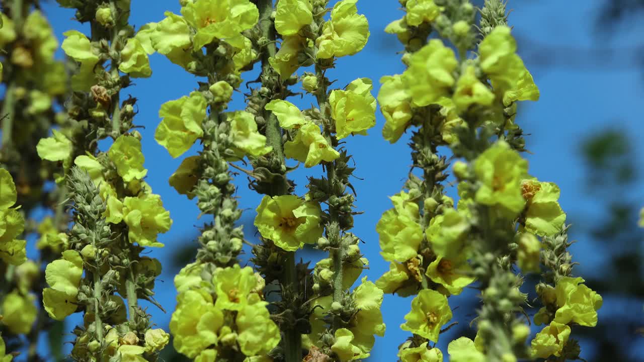 Mullein verbascum yellow flower spikes against a blue sky