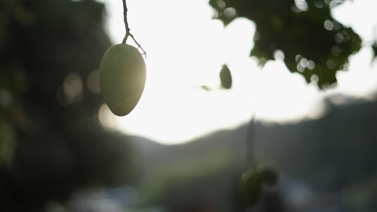 Mango verde appeso a un ramo d'albero illuminato dal sole