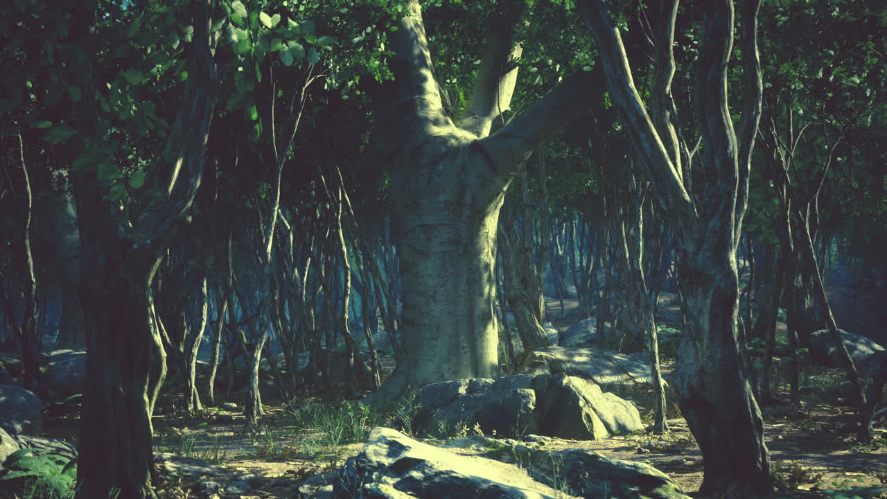 Dark forest with fog in background
