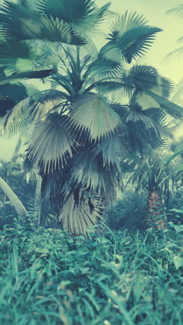 palm trees in a lush tropical forest