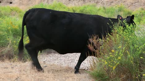 mamá vaca negra mira la cámara mientras la pasa