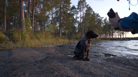 amplia toma en cámara lenta del propietario tomando una foto de su mascota, perro bretaña spaniel, sentado en la orilla de un río, en medio de un bosque de pinos, al atardecer, en suecia