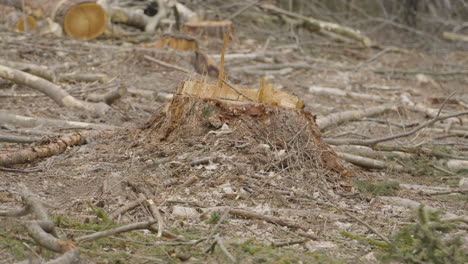 tree cut for fire wood