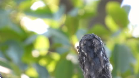 crowned hornbill looking around focus shot with vegetation, kruger national park, south africa