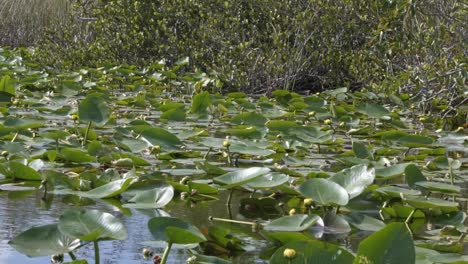 slow motion left trucking medium shot of a large cluster of green lily pads with yellow flowers surrounded by mangroves in the murky florida everglades near miami on a warm summer day