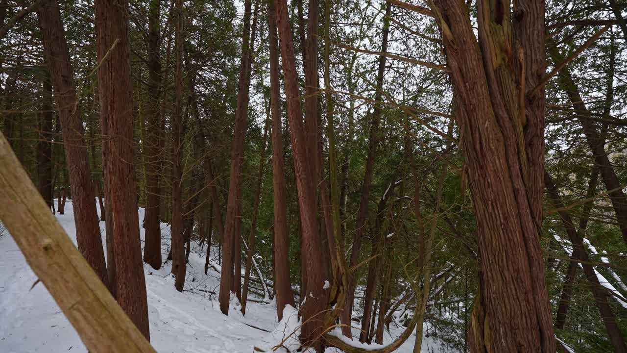 Foresta innevata invernale nella Greenwood Conservation Area, Ajax, Ontario. Ripresa in lenta inclinazione verso l'alto