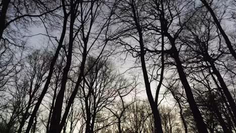 árboles altos desnudos en el bosque con sol brillante en el fondo en invierno - tiro inclinado hacia arriba