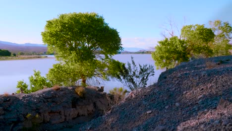 Green-trees-sway-near-river