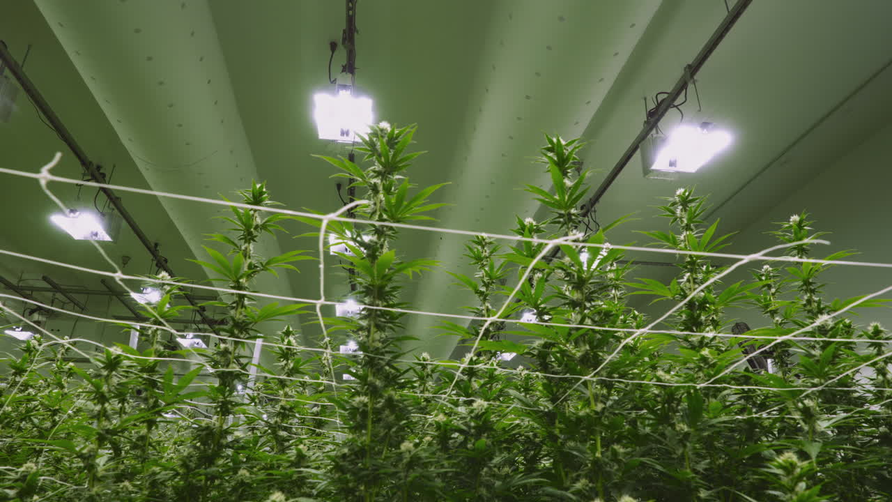 머리 위 조명이 있는 실내 재배 작업에서 자라는 성숙한 마리화나 식물