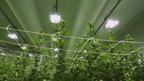 plantas de marihuana maduras que crecen en una operación de cultivo interior con luces en la parte superior
