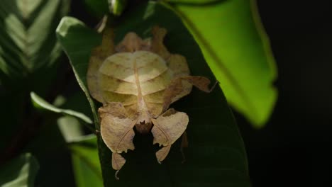 Javanese-Leaf-Insect,-Phyllium-pulchrifolium,-Female,-Yellow-Form,-4K-Footage