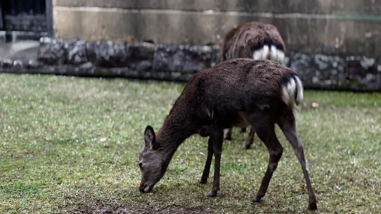 Sika Deer Rub Itself, Nara Park, Japan