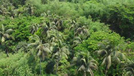 Luft--Oder-Draufsicht-Auf-Tiefgrünen-Wald-Oder-Dschungel