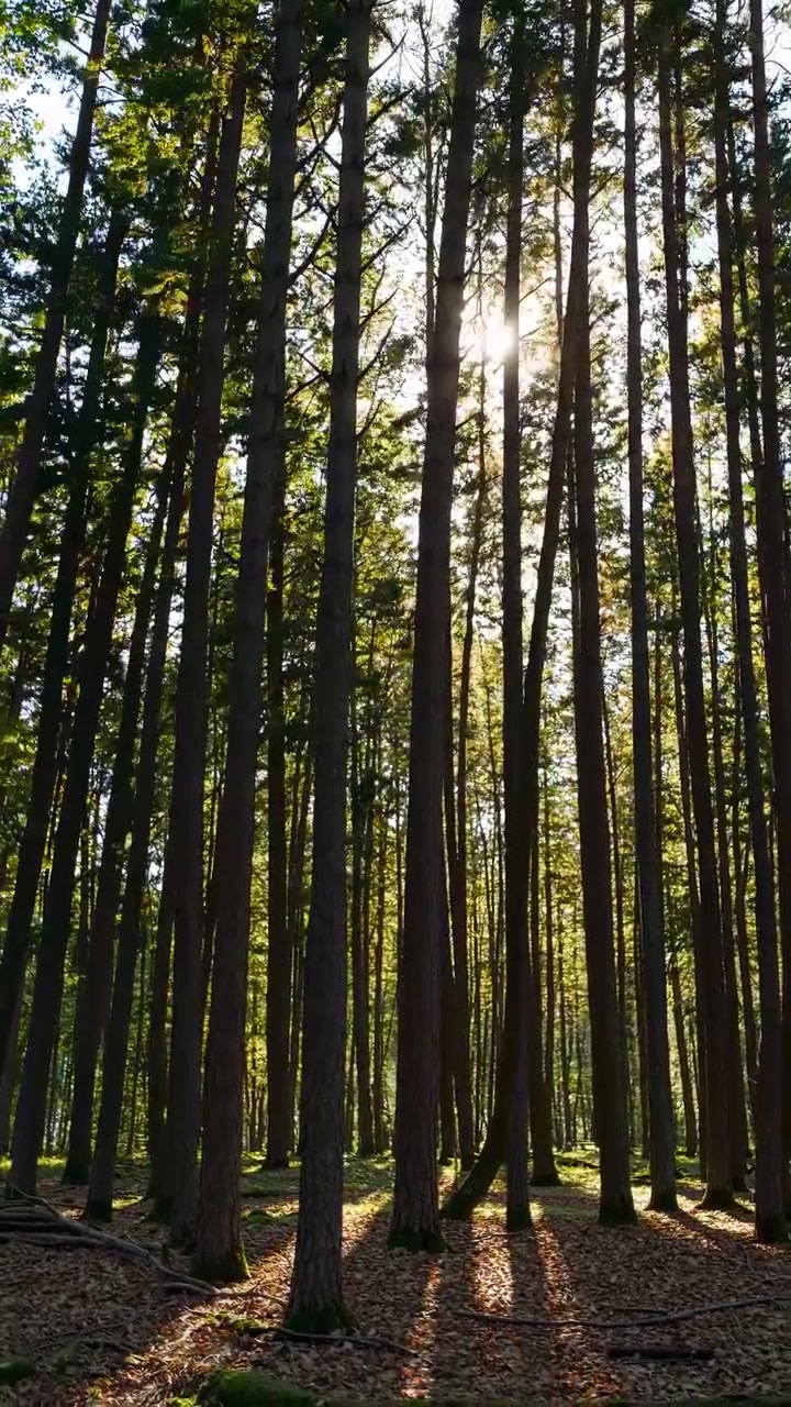 La luce solare filtra attraverso gli alti alberi in una fitta foresta