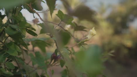 Slow-motion-panning-shot-of-various-plants-in-the-garden-during-a-sunny-summer-day-in-nature