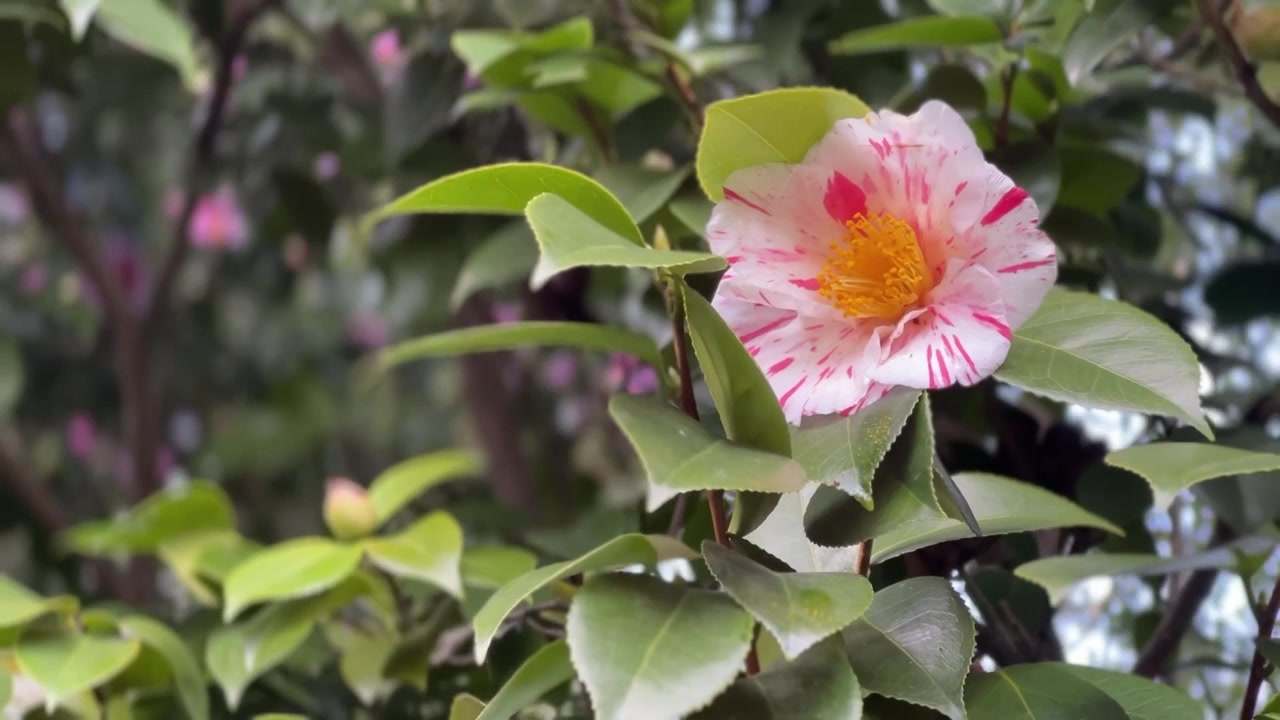 Fiore rosa vivace con centro giallo che ondeggia al vento