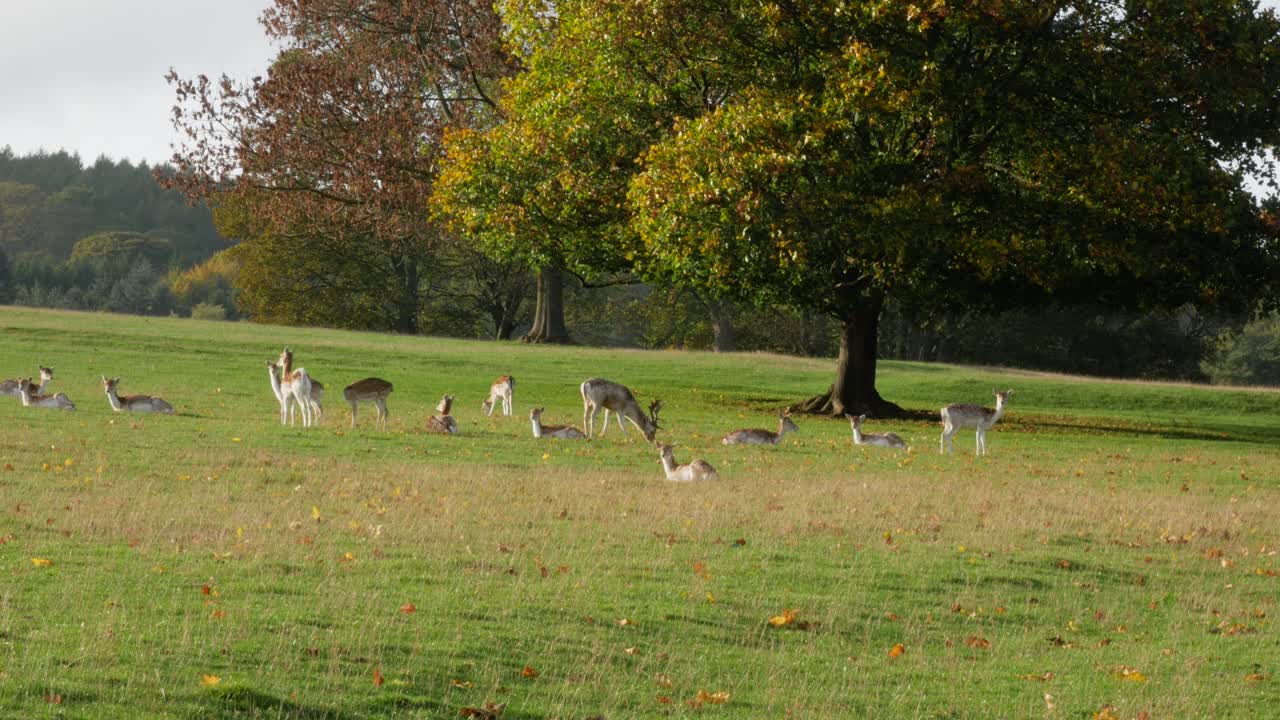 가을 동안 초원에서 휴식을 취하는 사슴