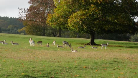 Hirsche-Entspannen-Sich-Im-Herbst-Auf-Der-Wiese