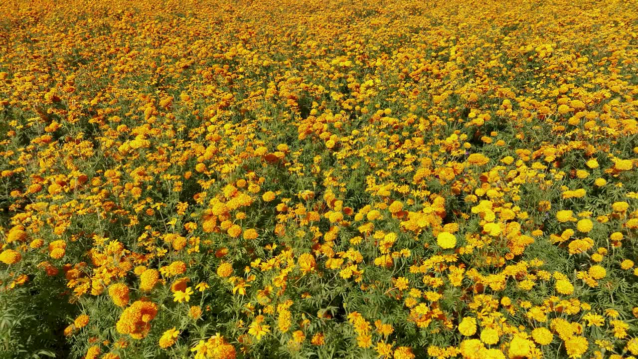 Video di un campo di fiori di tagete o cempasúchil