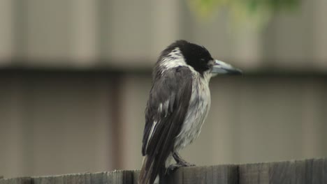 Butcherbird-Húmedo-Encaramado-En-El-Cerco-Lloviendo-Australia-Gippsland-Victoria-Maffra