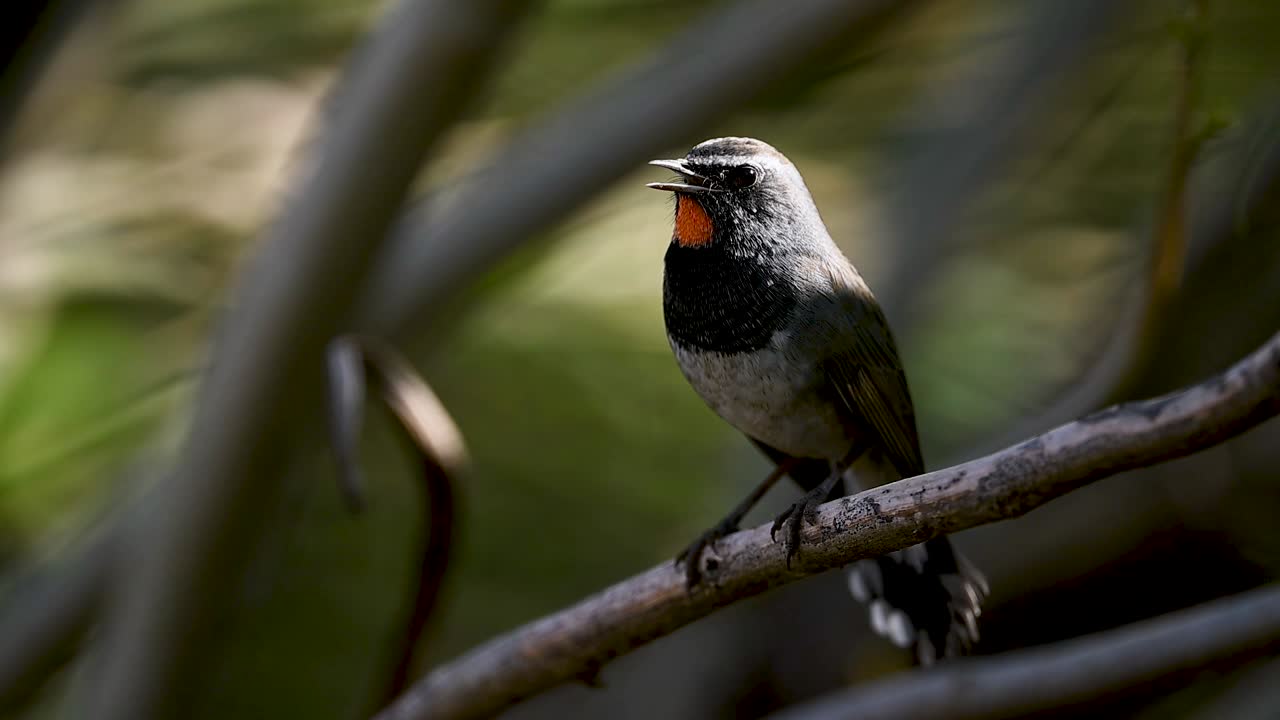 A Ruby-throat perched in dense bushes calls clearly, its bright throat catching soft morning light