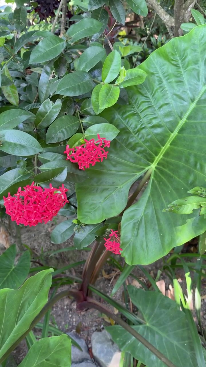 Fiori di Ixora Rossi Vibranti in un Lussureggiante Giardino Tropicale