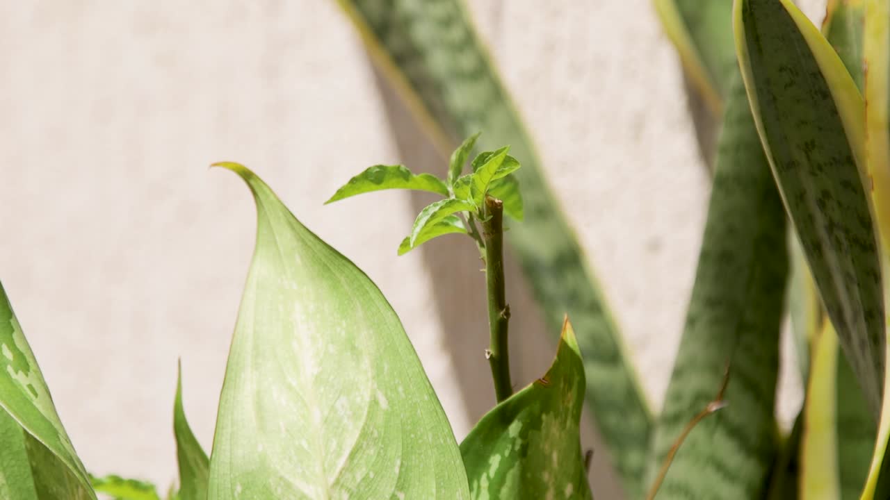 plantas en el viento en un patio trasero durante un día soleado