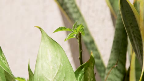 Plantas-En-El-Viento-En-Un-Patio-Trasero-Durante-Un-Día-Soleado.