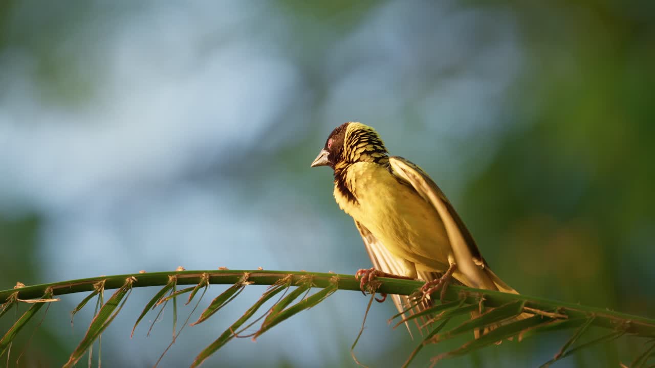 pájaro tejedor en una rama aleteando alas