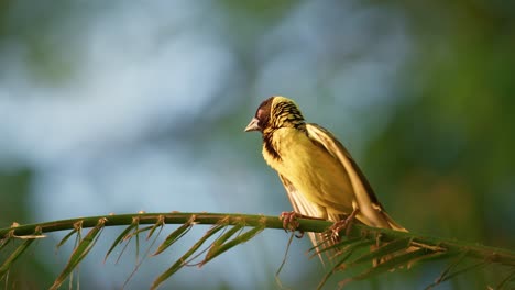 weaver bird on a branch flapping wings