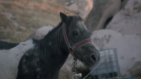 black and white horse gazing in turkey caves during sunset