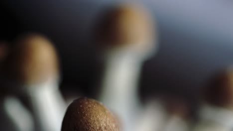 varios primeros planos de 4k de un lote creciente de hongos psilocybe