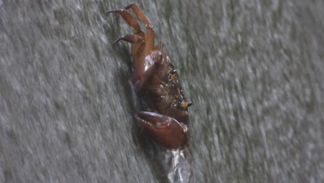 crab eating food in water .