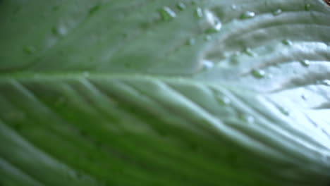 Cerca-De-Hermosos-Ojos-Azules-De-Mujer-Joven-Cubiertos-Por-Una-Planta-Tropical