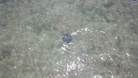 drone aerial over clear water turning to show sting ray swimming with fish