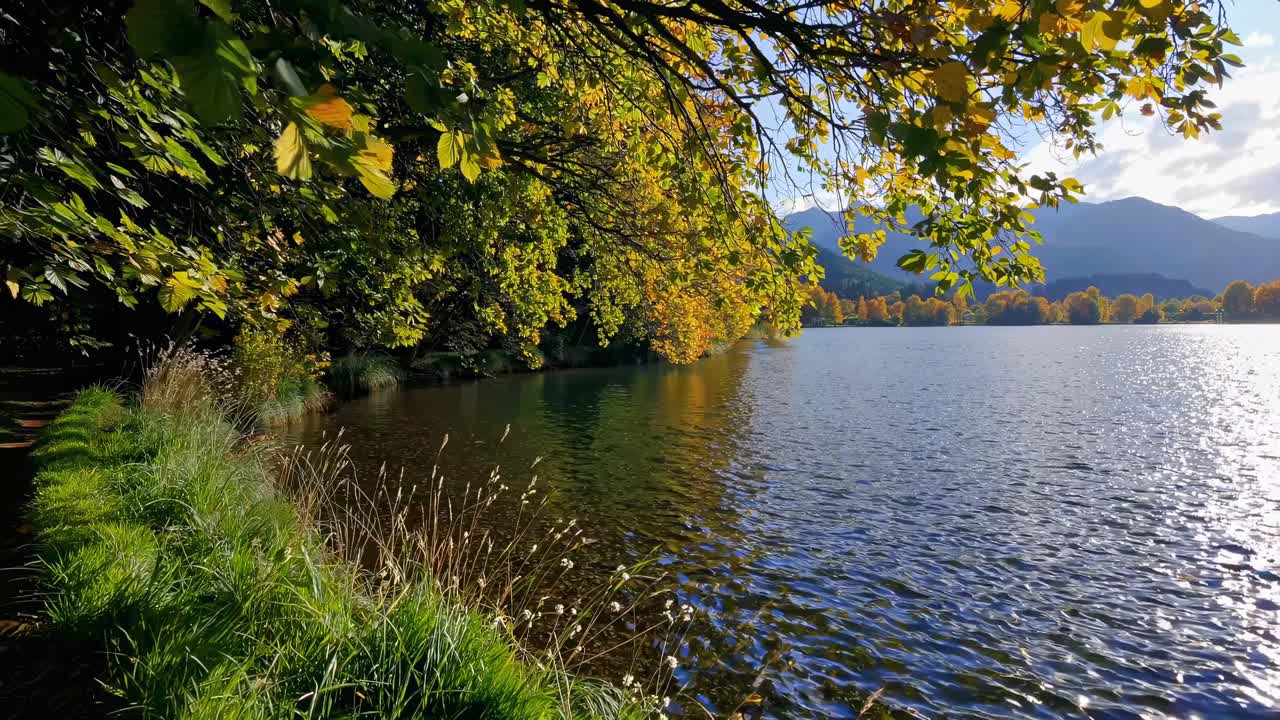 Serene lakeside scene with autumn leaves from a low-angle video, capturing rippling water