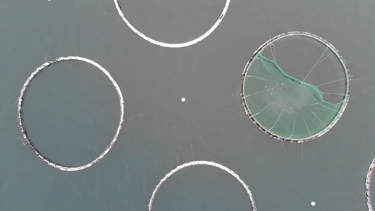 Salmon Fish Farming With Cage System In Norway - aerial drone shot