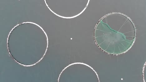 salmon fish farming with cage system in norway - aerial drone shot