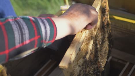 the beekeeper inserts a wooden honeycomb frame into the beehive